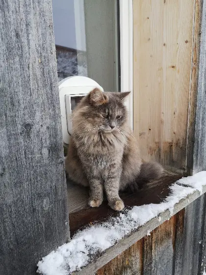 Chatte Perdue Verwaltungskreis Bern-Mittelland - Lilly